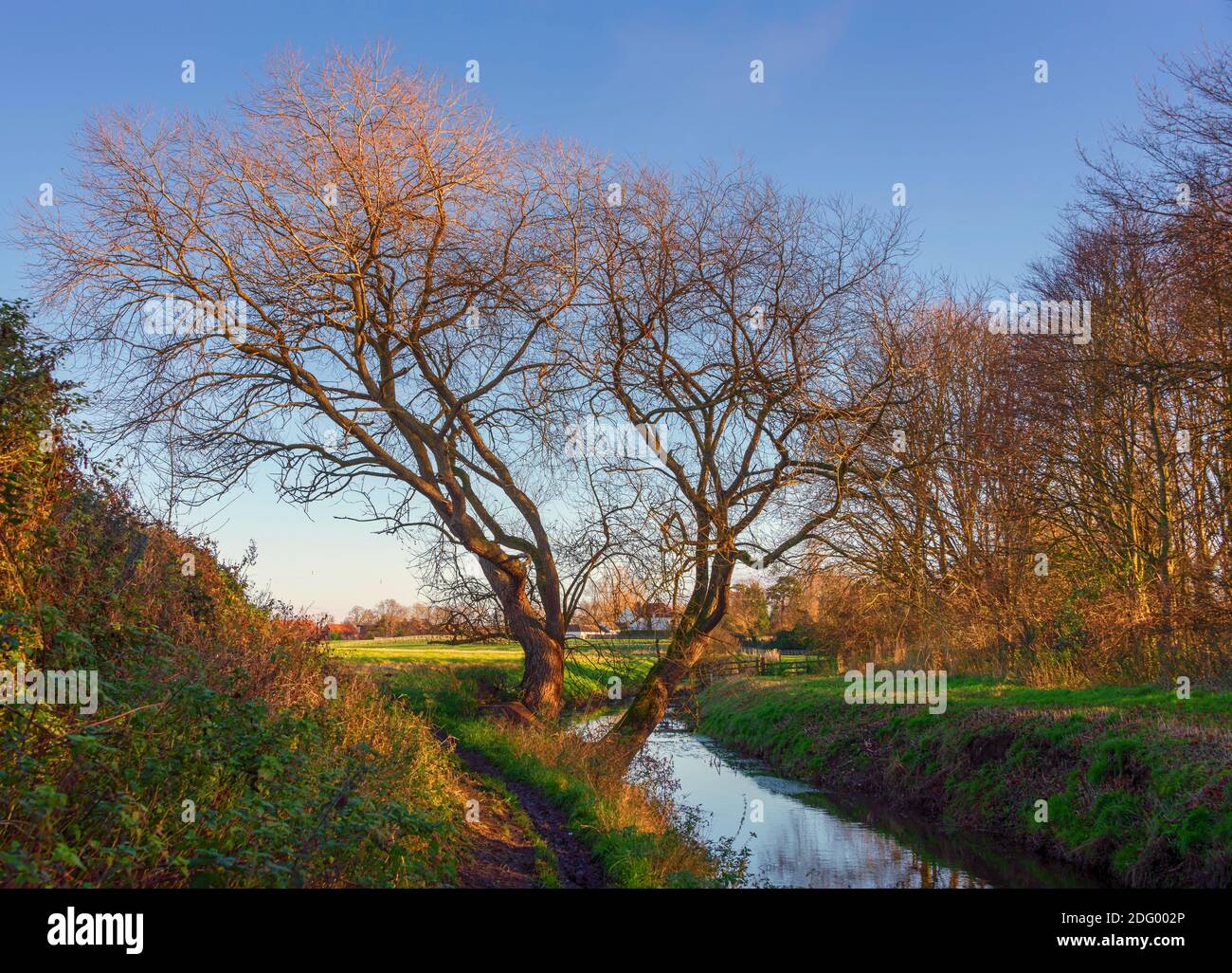 Ein zweigleisiger Baum steht zwischen einem kleinen Pfad und einem Bach. Ein Feld und liegt dahinter und ein blauer Himmel ist über uns. Stockfoto