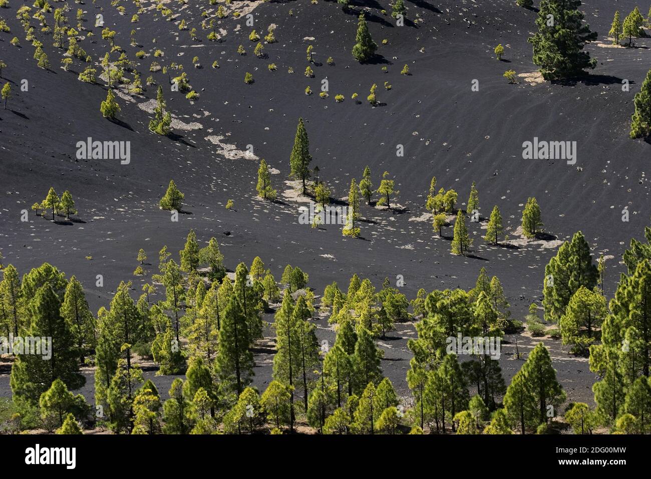 Insel La Palma, Kanaren Stockfoto