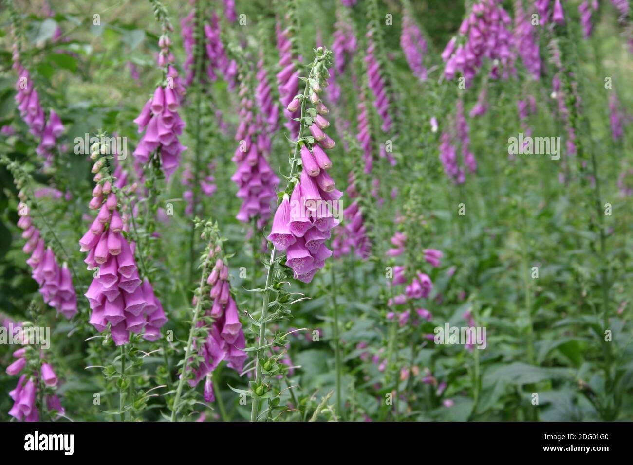 Digitalis Stockfoto