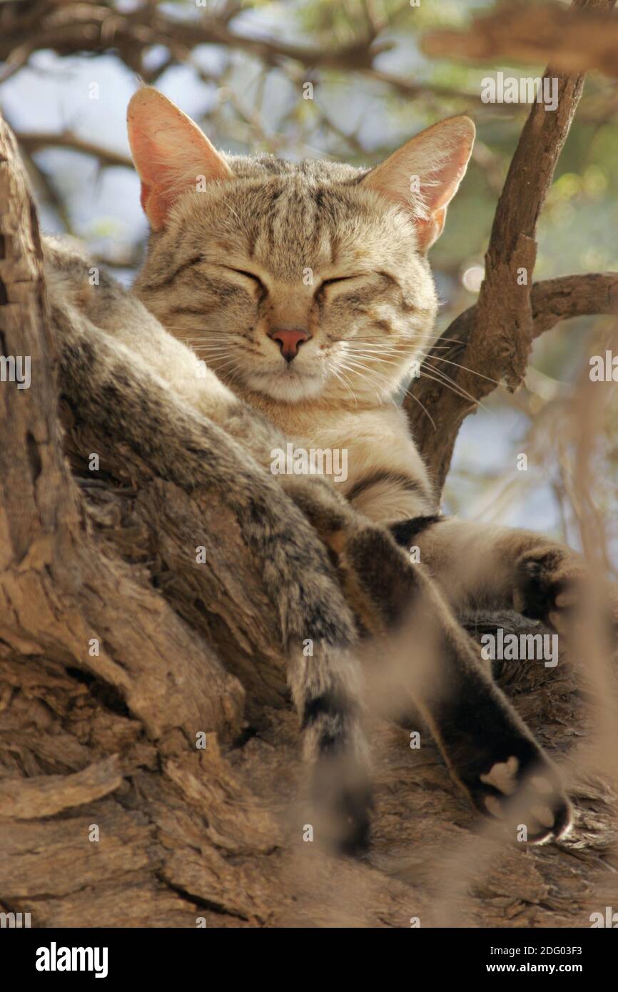 Afrikanische Wildkatze, Falbkatze, Afrikanische Wildkatze, Wildkatze, Südafrika, Südafrika Stockfoto