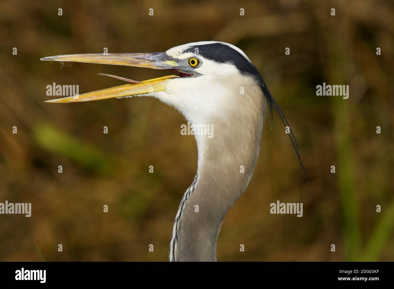 Great Blue Heron, South Venice, Florida, USA Stockfoto