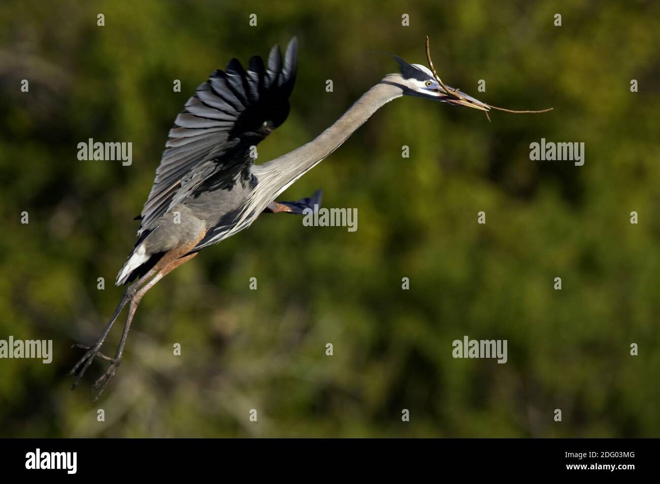 Great Blue Heron, South Venice, Florida, USA Stockfoto