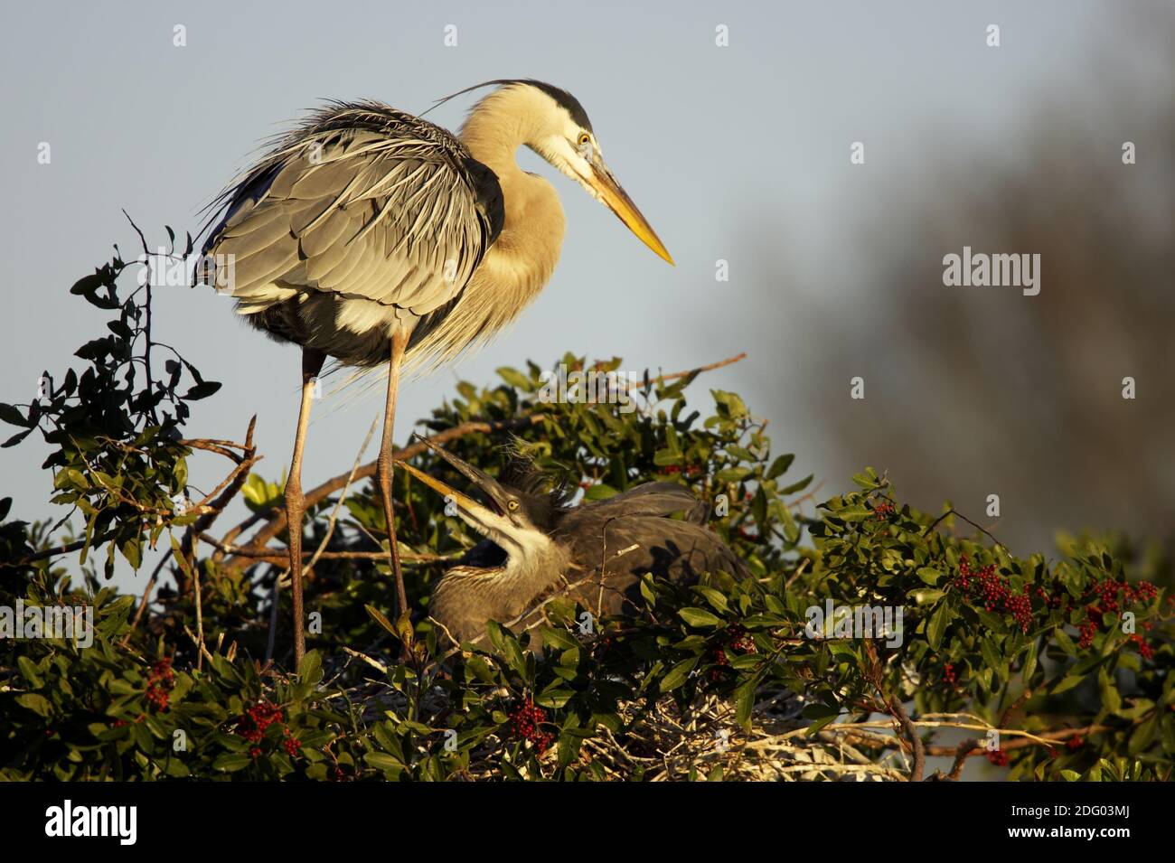 Great Blue Heron, South Venice, Florida, USA Stockfoto