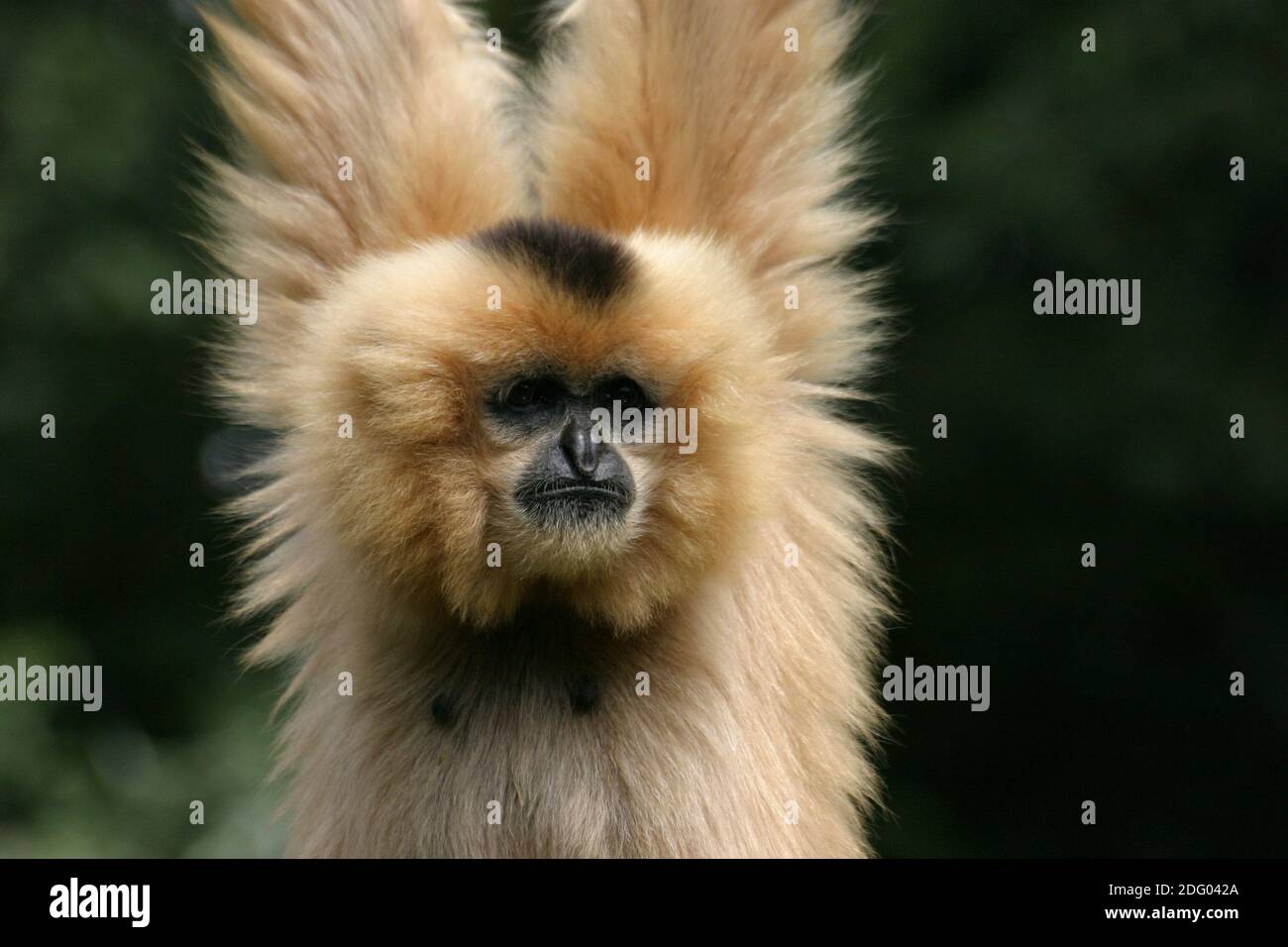 Blondr Gibbon, Weisshandgibbon, hylobates lar, lar Gibbon, Weißhand Gibbon Stockfoto