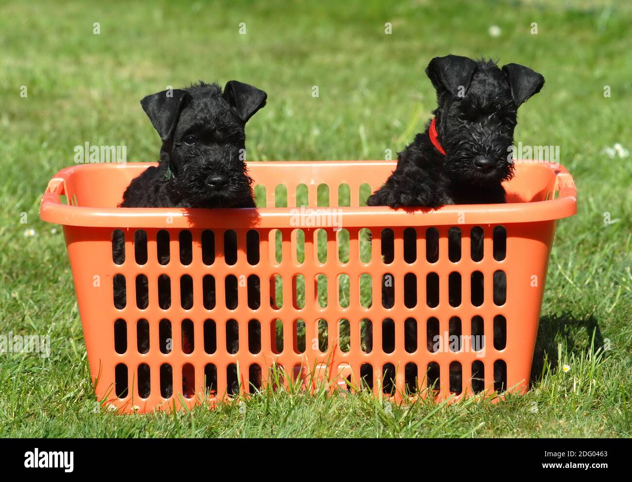 Kerry Blue Terrier, Irish Blue Terrier Stockfoto