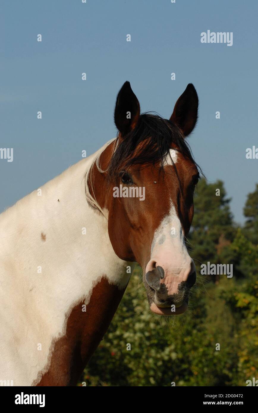 Wiekopolski-Pferd, polnisches Wiekopolski-Pferd Stockfoto