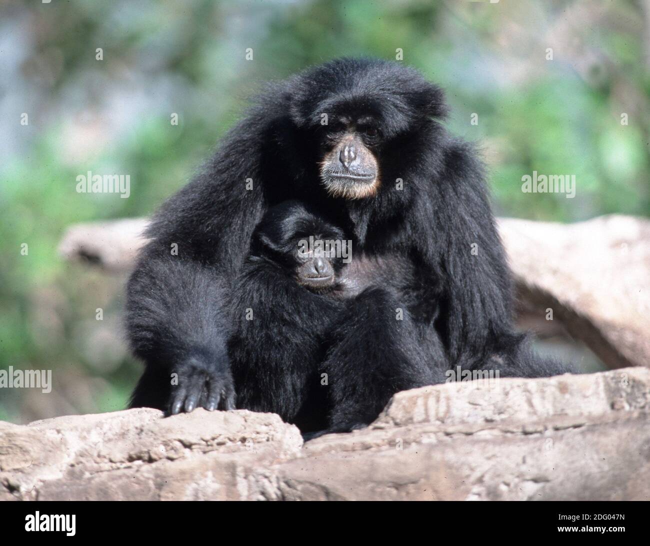 Siamang, symphalangus syndactylus, siamang... Stockfoto