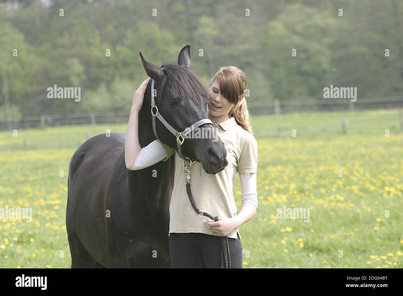 Vollblutaraber, Vollblutpferd Arab Horse Stockfoto