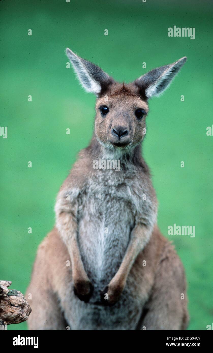 Westliches graues Riesenkänguru, westliches graues Känguru, Macropus fuliginosus Stockfoto