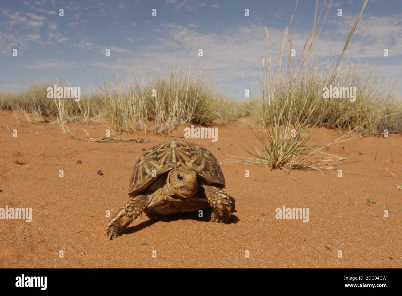 Kalahari Zelt Schildkröte, Psammobates tentorius, afrikanische Halbmond, Südafrika Stockfoto