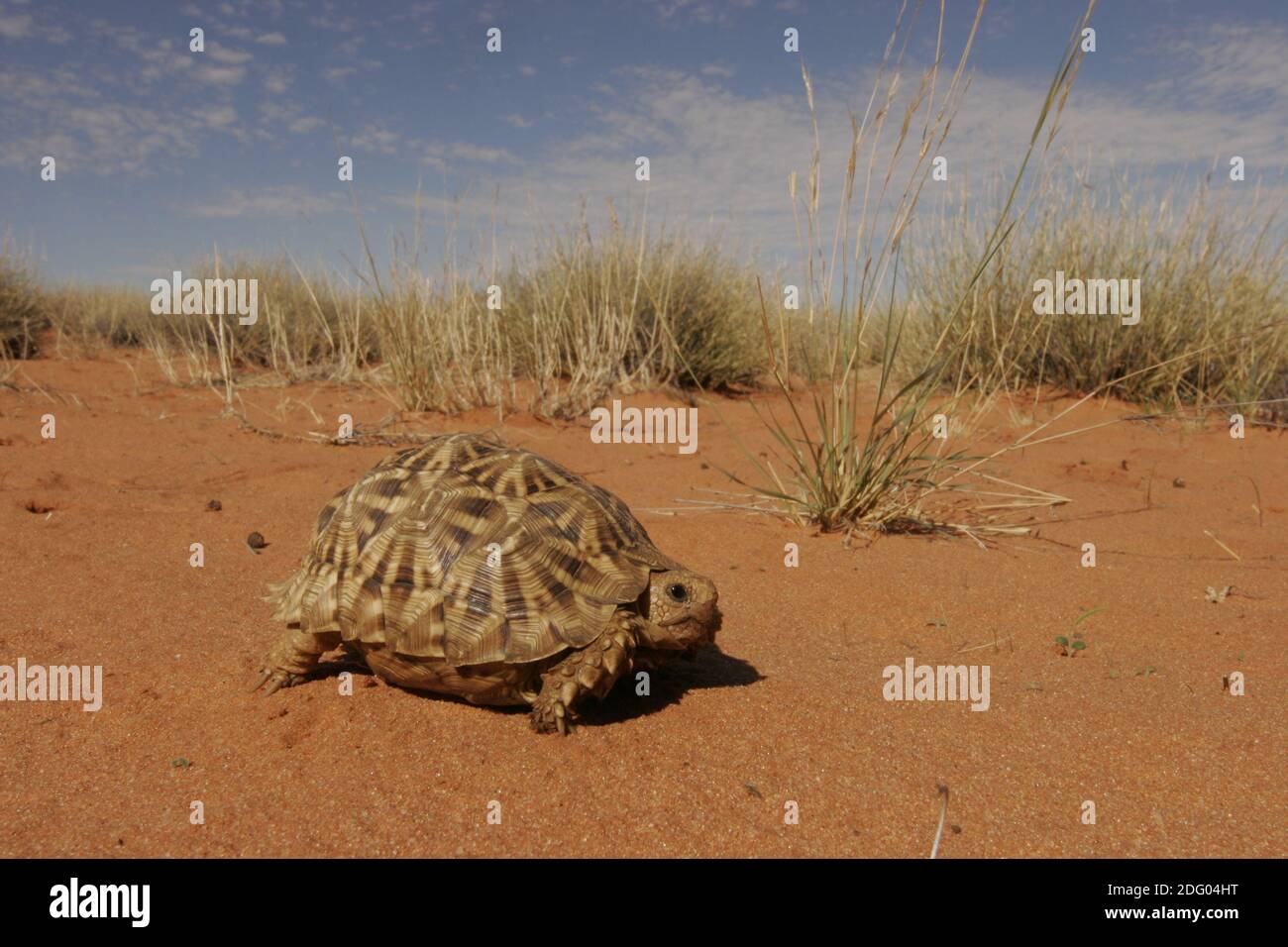 Kalahari Zelt Schildkröte, Psammobates tentorius, afrikanische Halbmond, Südafrika Stockfoto