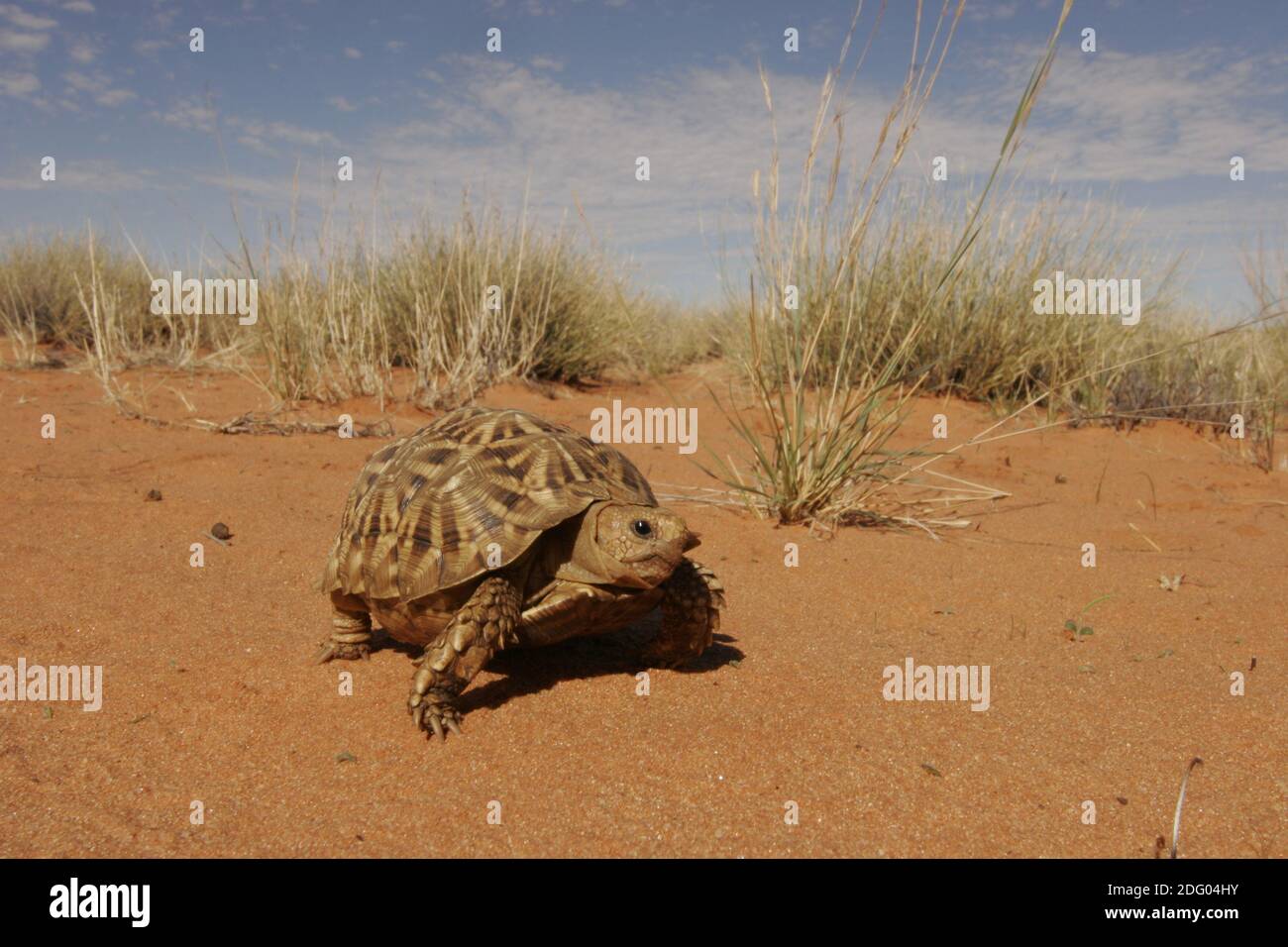 Kalahari Zelt Schildkröte, Psammobates tentorius, afrikanische Halbmond, Südafrika Stockfoto