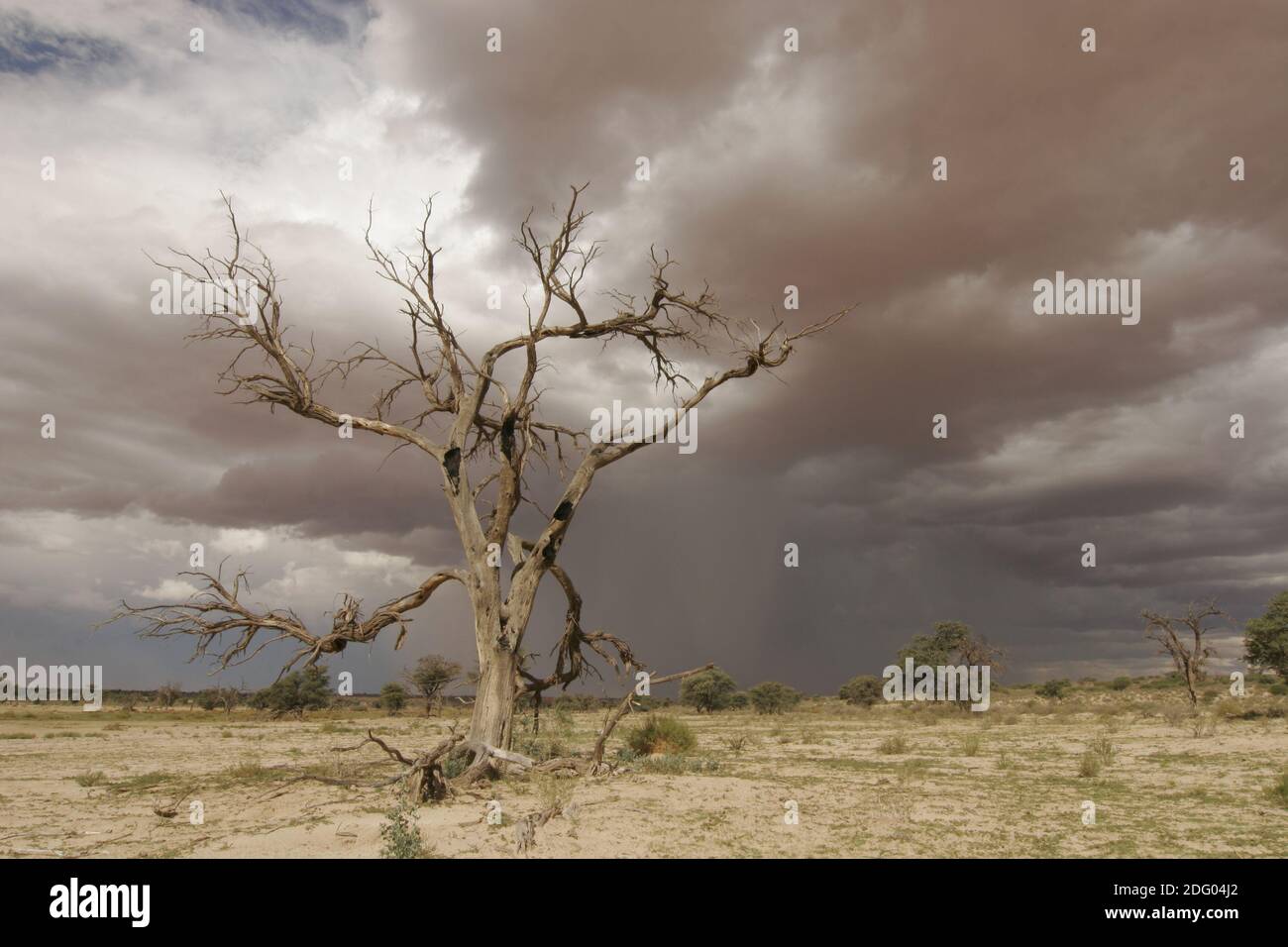 Kalahari Wüstenlandschaft in Südafrika Stockfoto