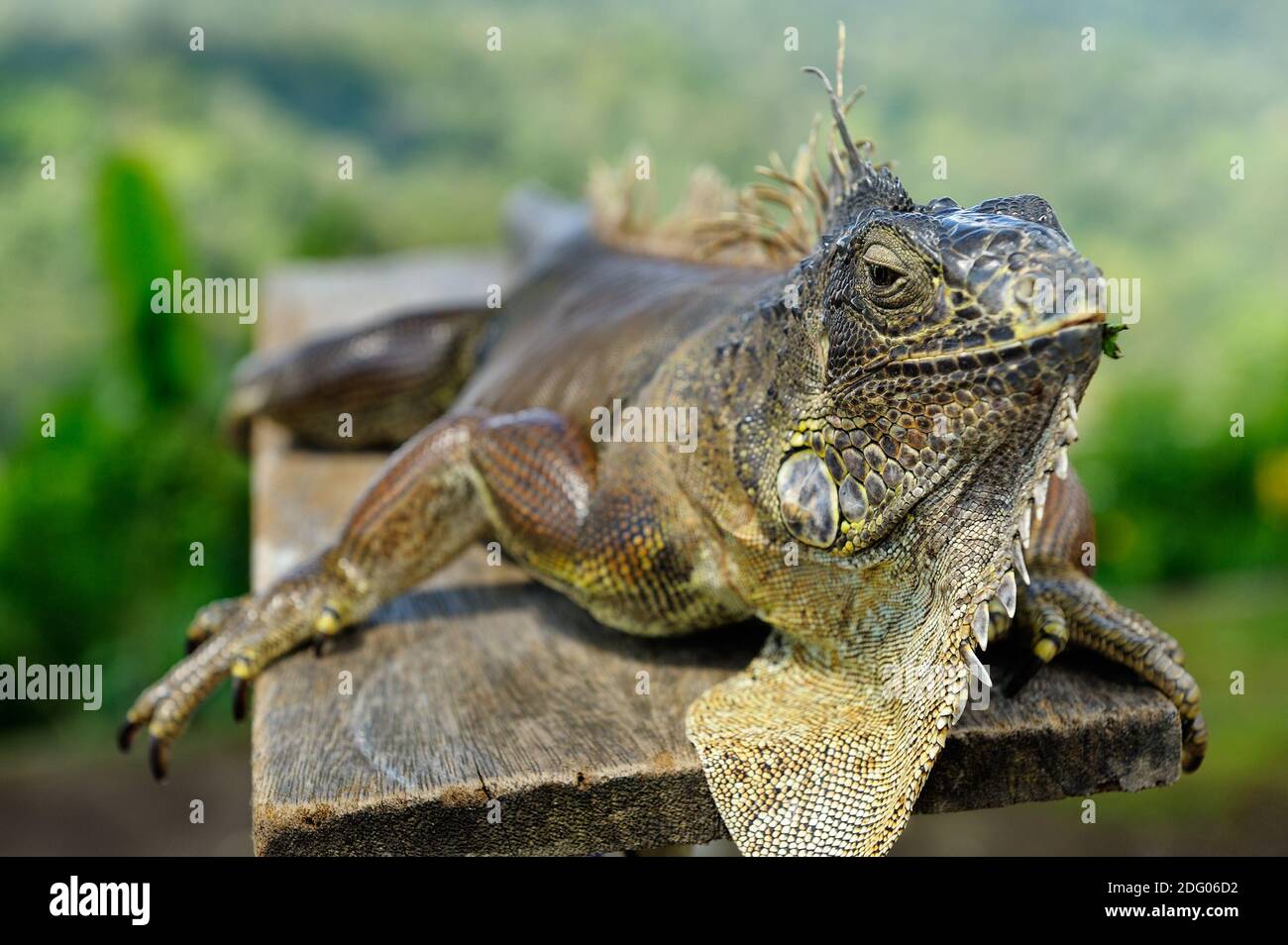 Chinese Water Dragon (Physignthus cociincinus) in Rest auf Holzbrett im Nationalpark. Diese Echse in China lebt in Südostasien. Stockfoto