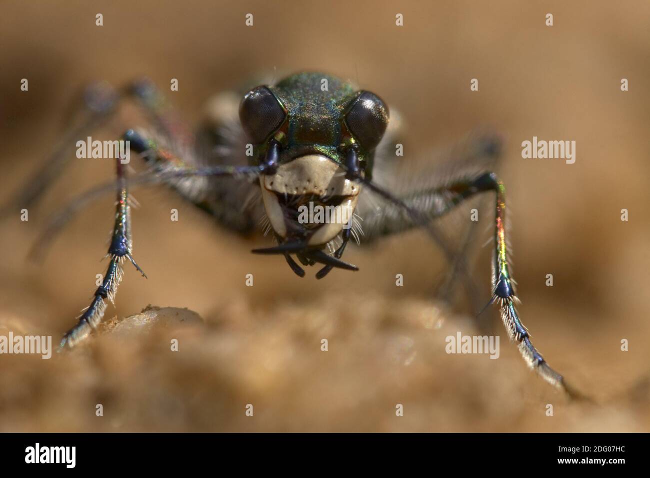 Nördlicher Dünenmigerkäfer Stockfoto