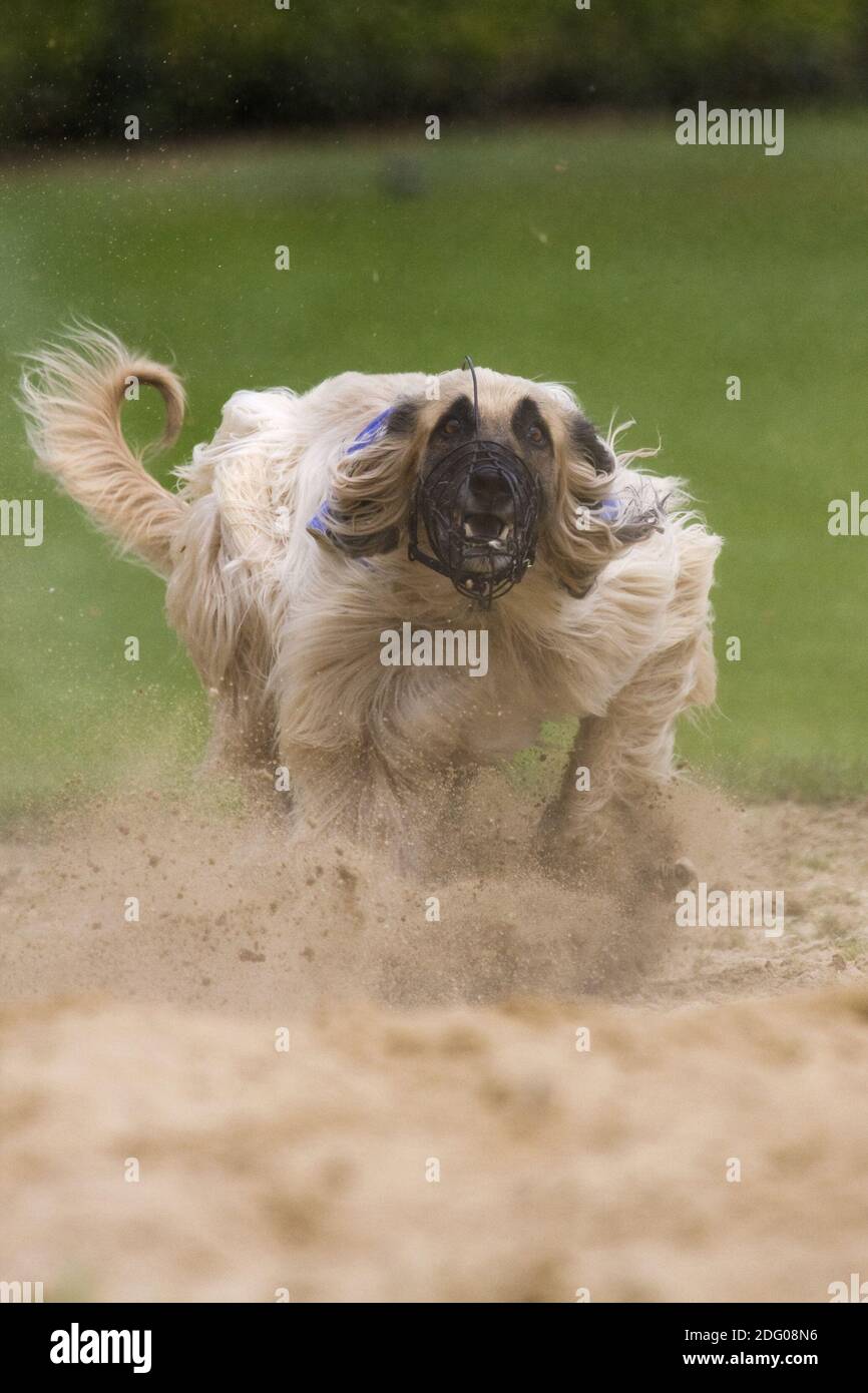 Afghanischer Hund beim Hunderennen Stockfoto
