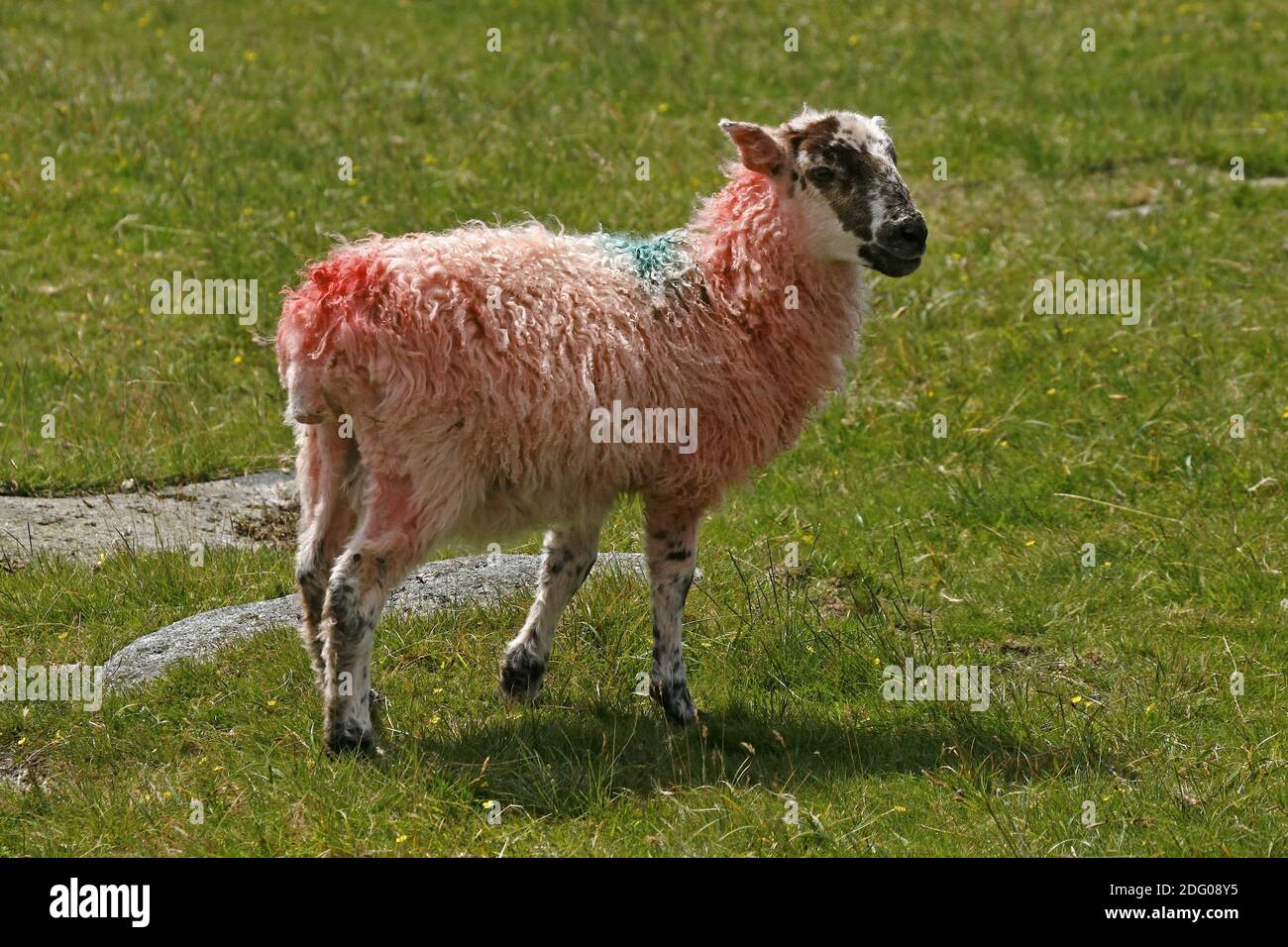 Rote Schafe, Dartmoor, Devon, Corwall, Südwestengland Stockfoto