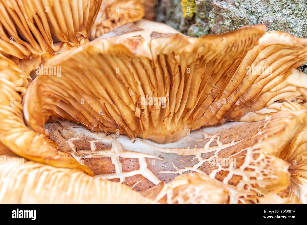 Agaricales, gemeine Kiemenpilze, die um einen Maulbeerbaum wachsen, Morus alba Stockfoto