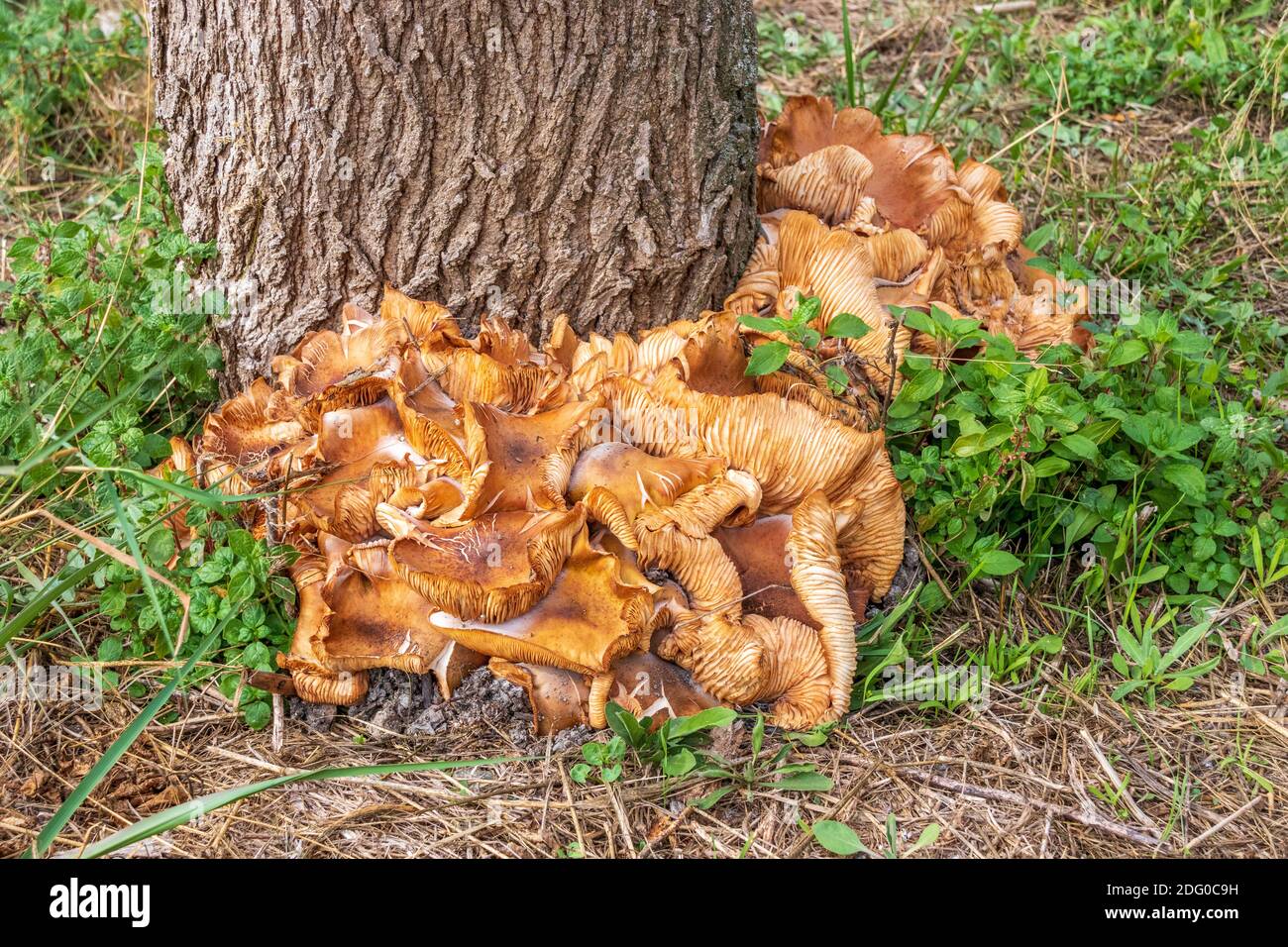 Agaricales, gemeine Kiemenpilze, die um einen Maulbeerbaum wachsen, Morus alba Stockfoto