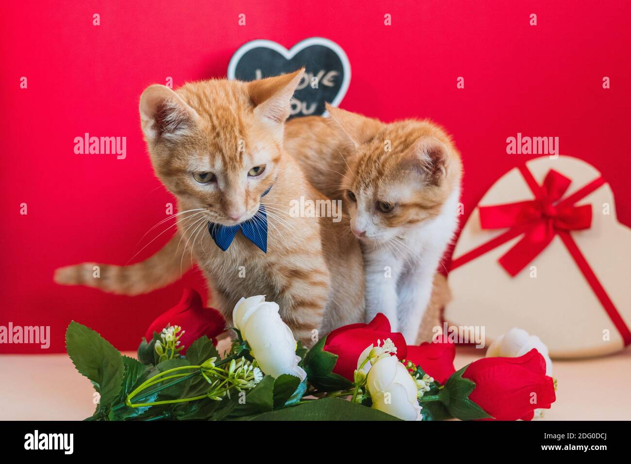 Paar Katzen vor rotem Hintergrund, mit einer Dekoration aus Blumen und Herzen zum Valentinstag Stockfoto