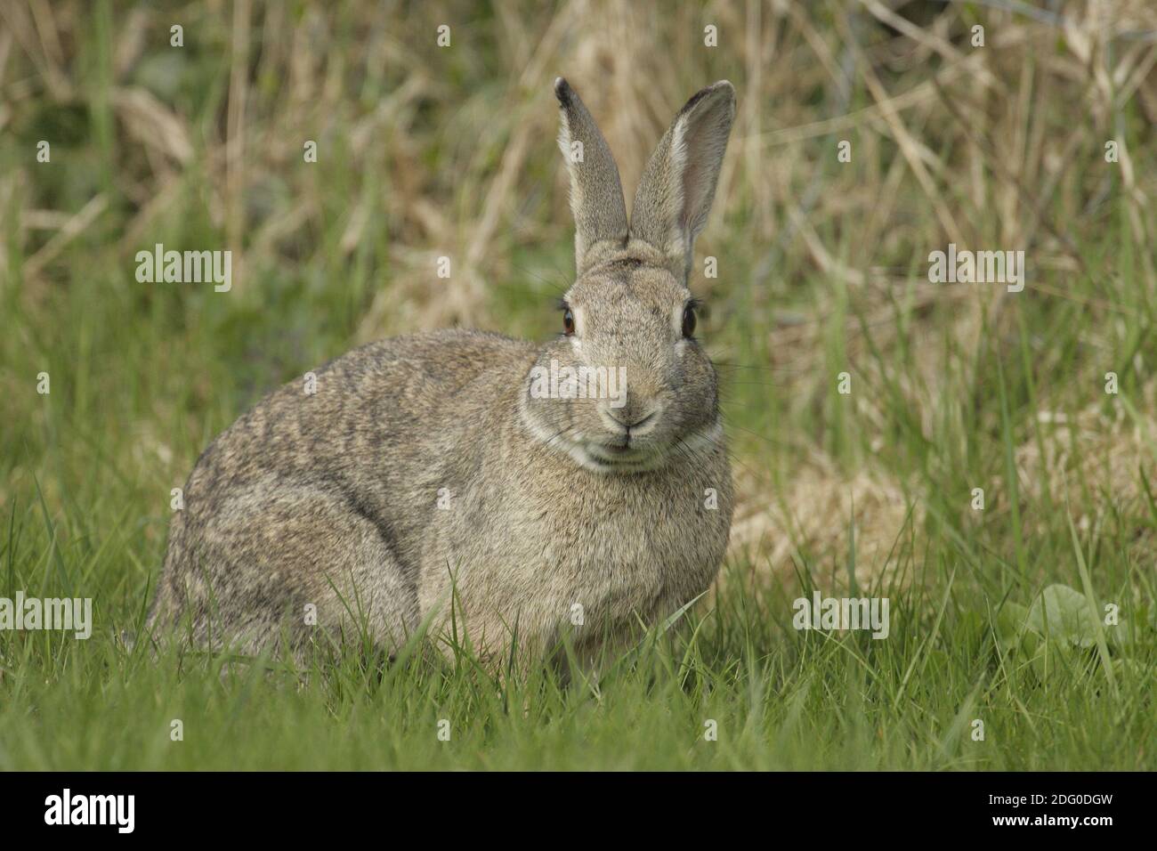 Baumwollmaul Stockfotos Und Bilder Kaufen Alamy