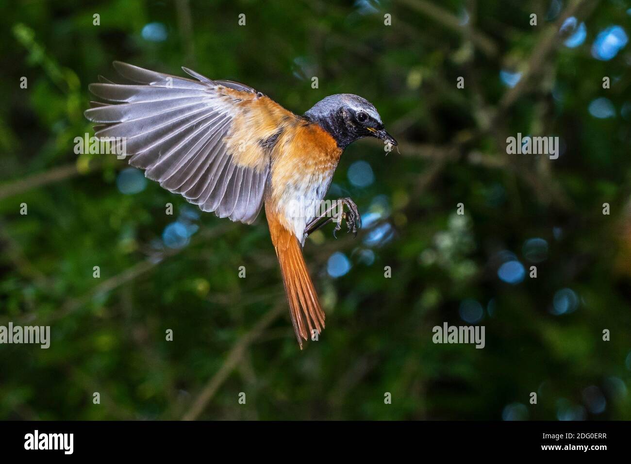 Gartenrotschwanz (Phoenicurus Phoenicurus) Männchen Stockfoto