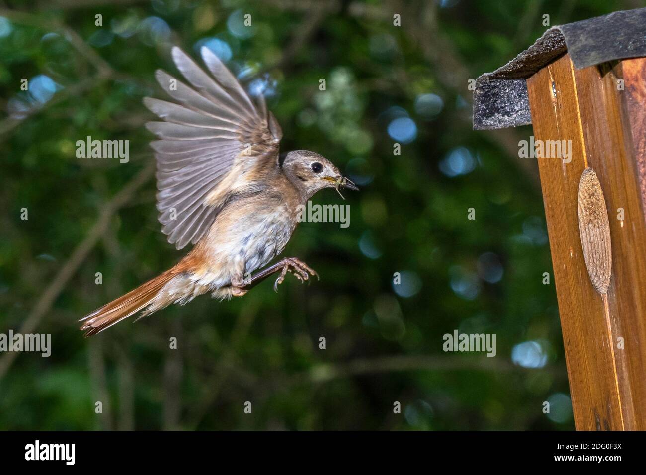 Gartenrotschwanz (Phoenicurus phoenicurus) Weibchen Stockfoto