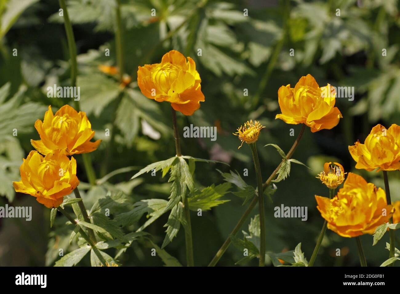 Trollius chinensis Stockfoto