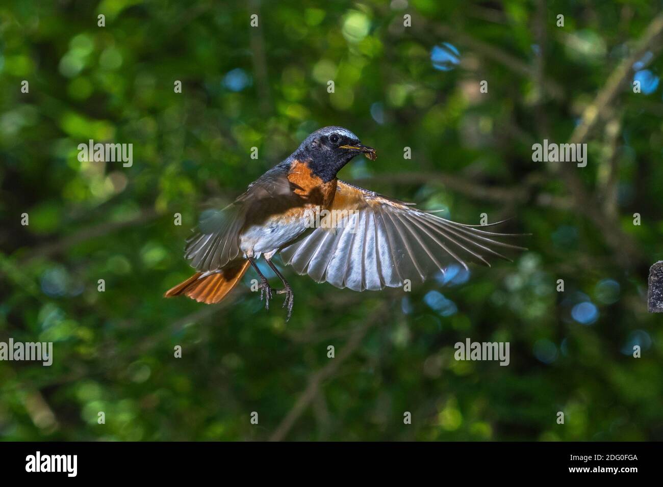 Gartenrotschwanz (Phoenicurus Phoenicurus) Männchen Stockfoto