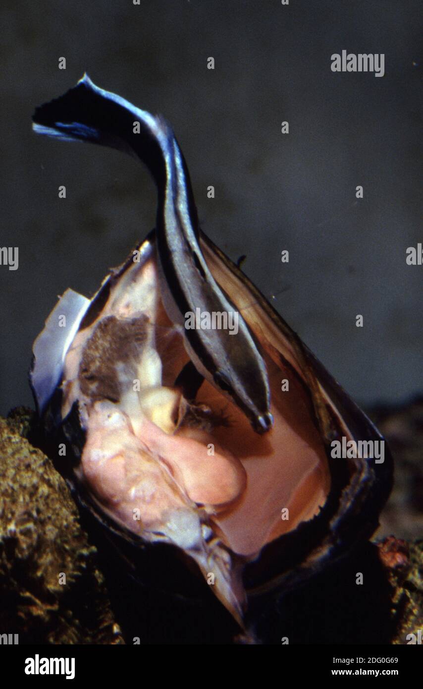 Sauberer Lippfisch (Labroides dimidiatus) füttert eine Muschel Stockfoto
