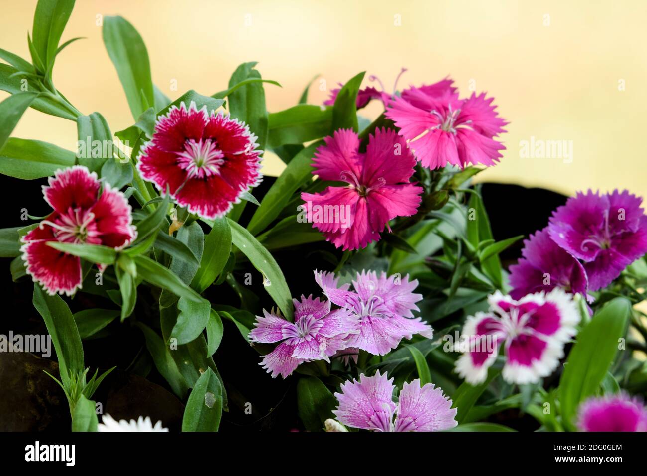 Viele Arten von bunten Vielfalt von Dianthus Blumen . Schöne Sammlung von bunten bunten blühenden Dianthus blühenden Pflanzen in Container ga Stockfoto