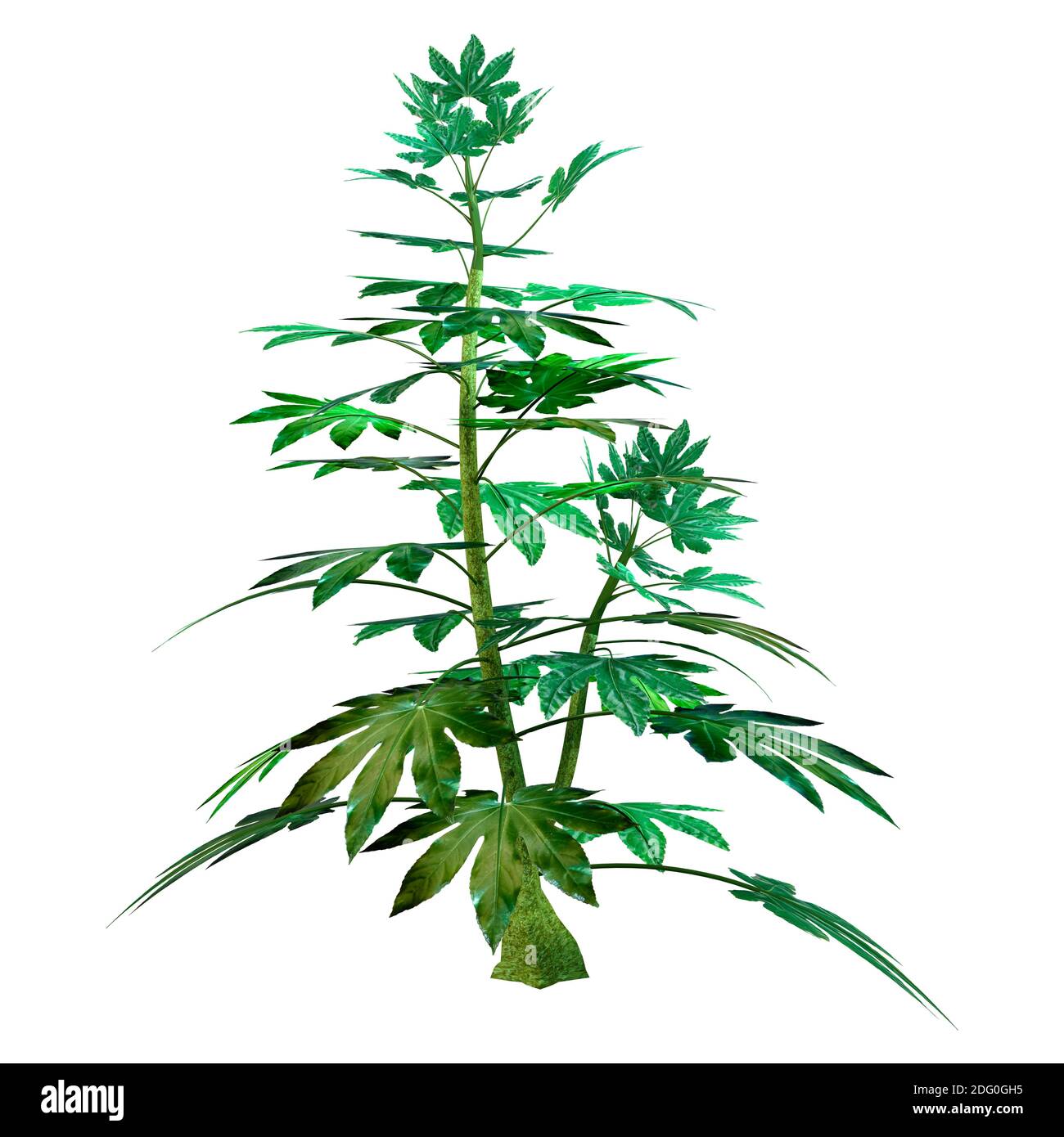 3D-Rendering einer grünen japanischen Aralia-Pflanze oder Fatsia Japonica isoliert auf weißem Hintergrund Stockfoto