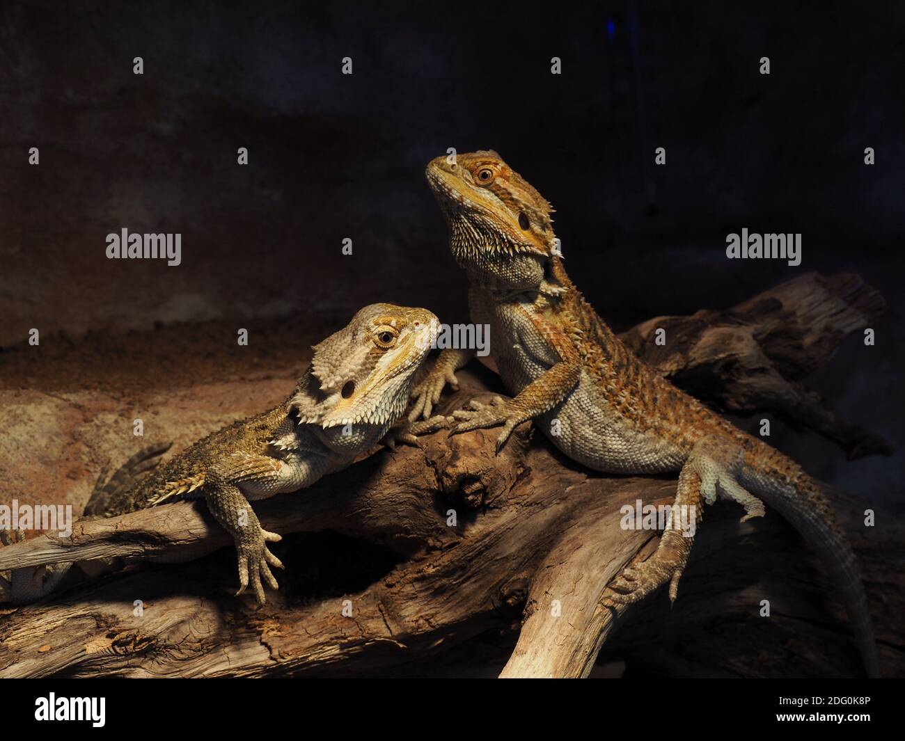 Zwei bärtige Drachen, Pogona vitticeps, zusammen in einem Terrarium Stockfoto