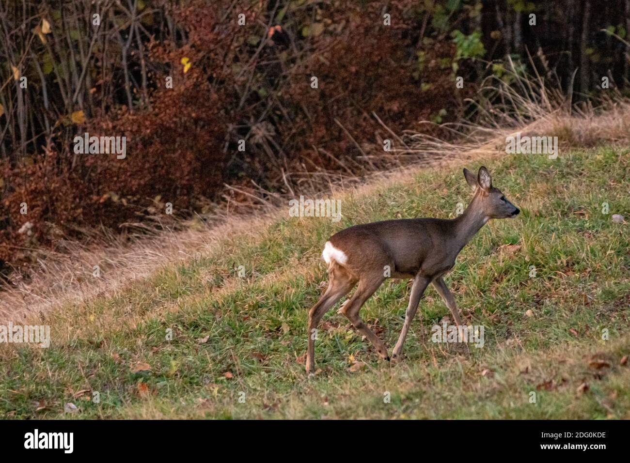 Hirsche springen am Morgen Stockfoto