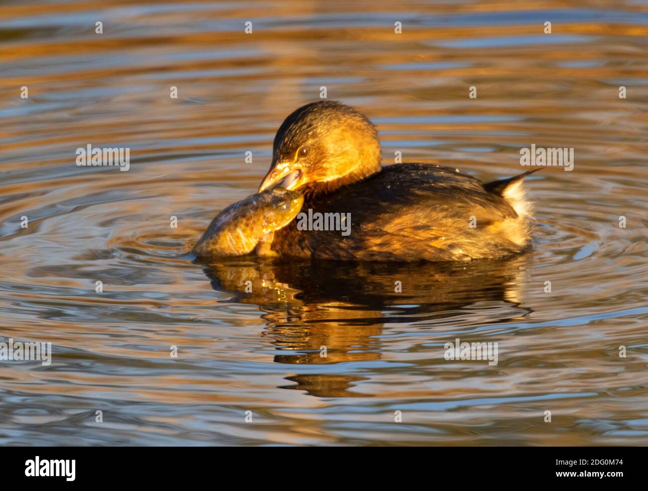 Tierschnabel (Podilymbus podiceps), die Frosch essen, Sacramento National Wildlife Refuge, Kalifornien Stockfoto