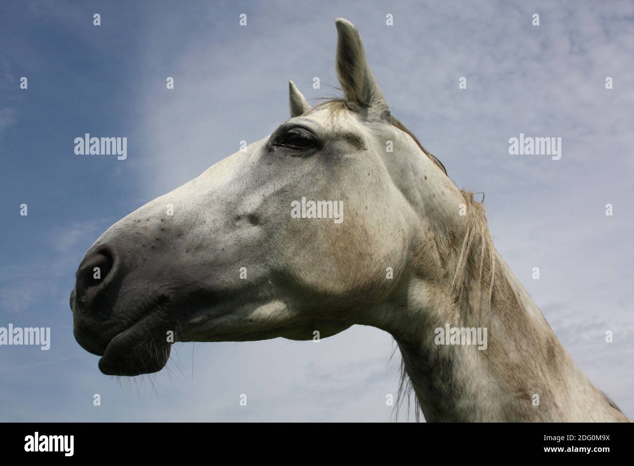 Arabisches Porträt Stockfoto