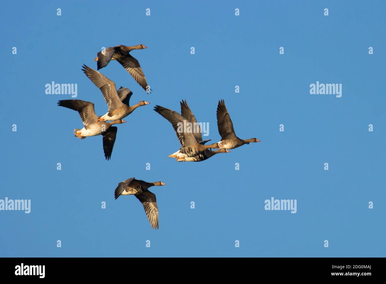 Weißstirngänse (Anser albifrons) im Flug, North Central Valley Wildlife Management Area, Llano Seco Unit, Kalifornien Stockfoto