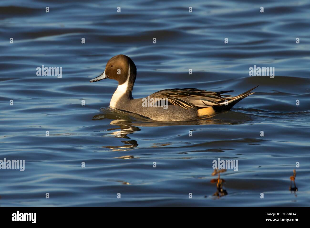 Nördliche Pintail (Anas acuta), North Central Valley Wildlife Management Area, Llano Seco Unit, Kalifornien Stockfoto