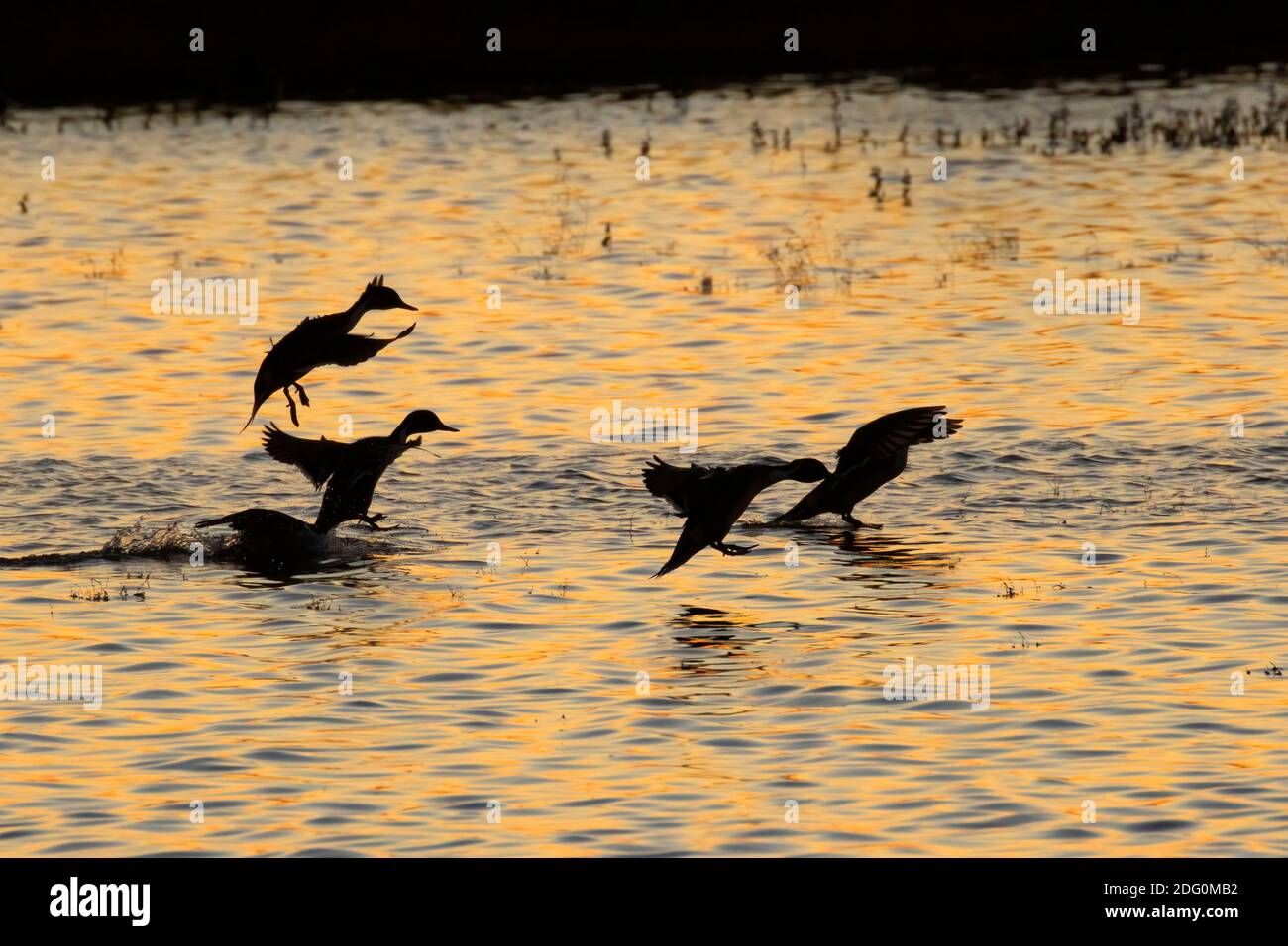 Nördliche Pintail (Anas acuta) landet in der Abenddämmerung, North Central Valley Wildlife Management Area, Llano Seco Unit, Kalifornien Stockfoto