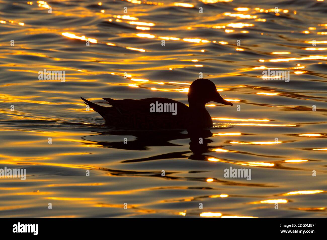 Nördliche Pintail (Anas acuta) Silhouette bei Sonnenuntergang, North Central Valley Wildlife Management Area, Llano Seco Unit, Kalifornien Stockfoto