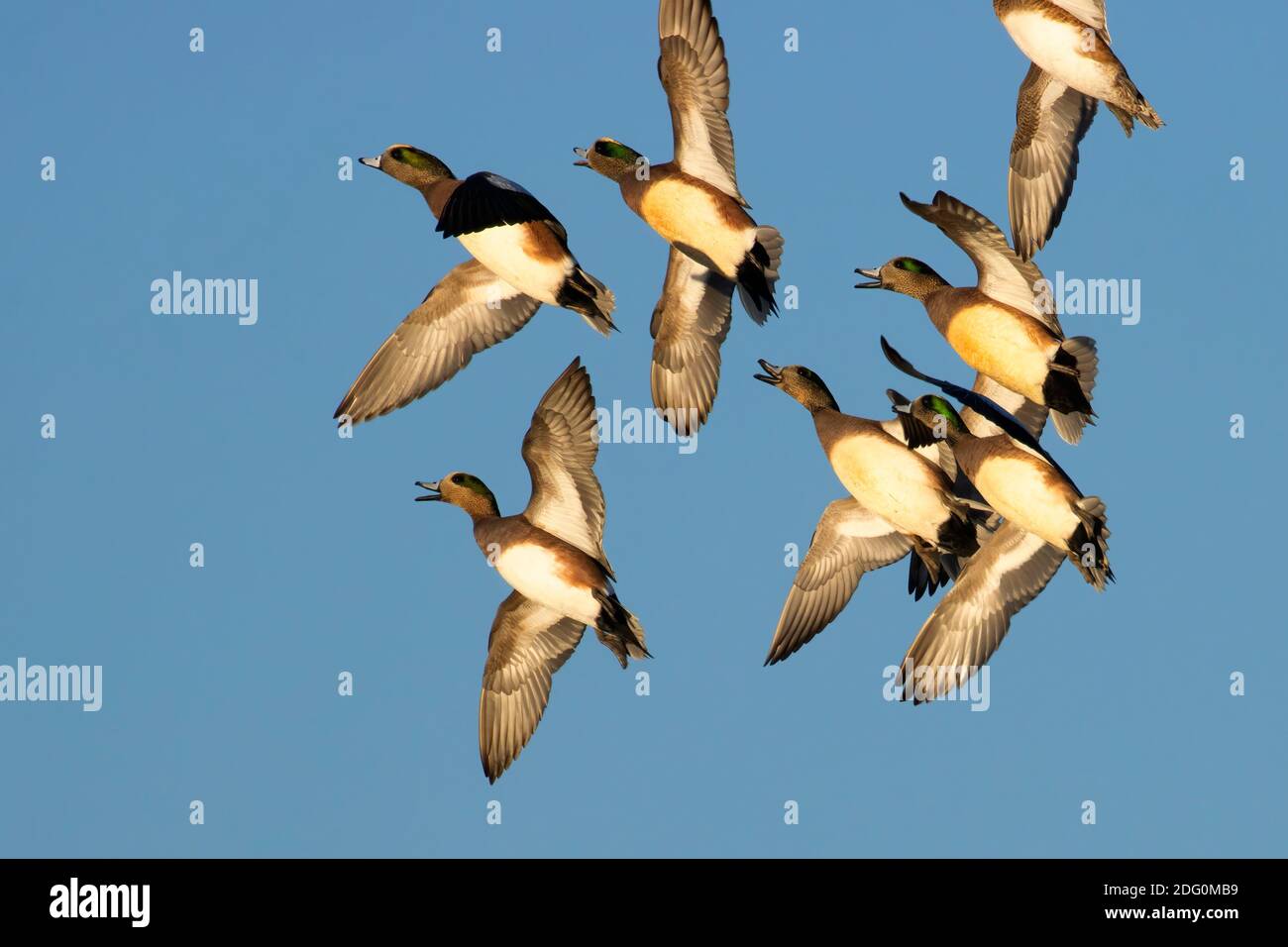 Amerikanischer Kerker (Mareca americana) im Flug, North Central Valley Wildlife Management Area, Llano Seco Unit, Kalifornien Stockfoto