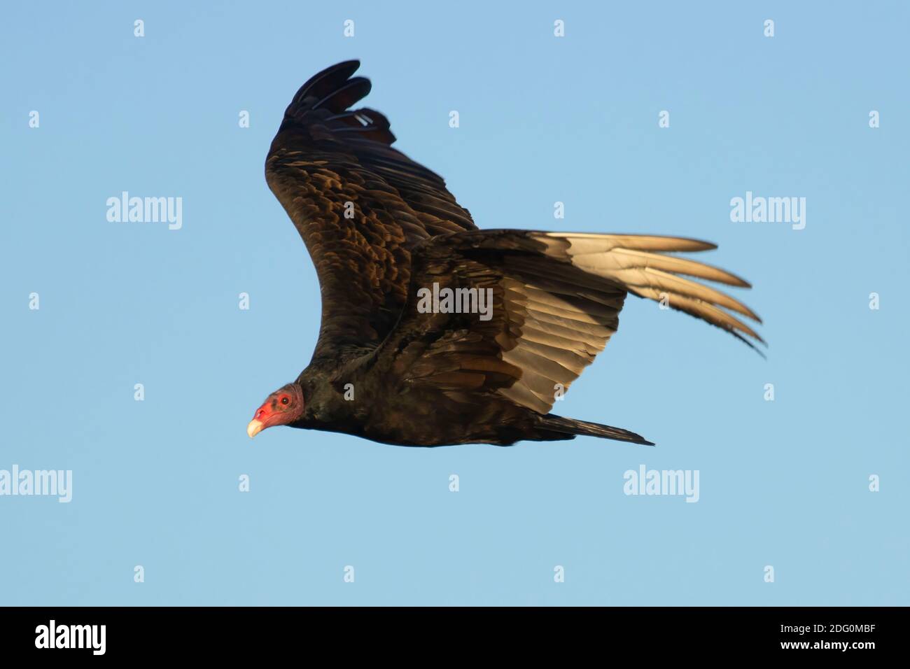 Türkeigeier (Cathartes Aura) im Flug, North Central Valley Wildlife Management Area, Llano Seco Unit, Kalifornien Stockfoto