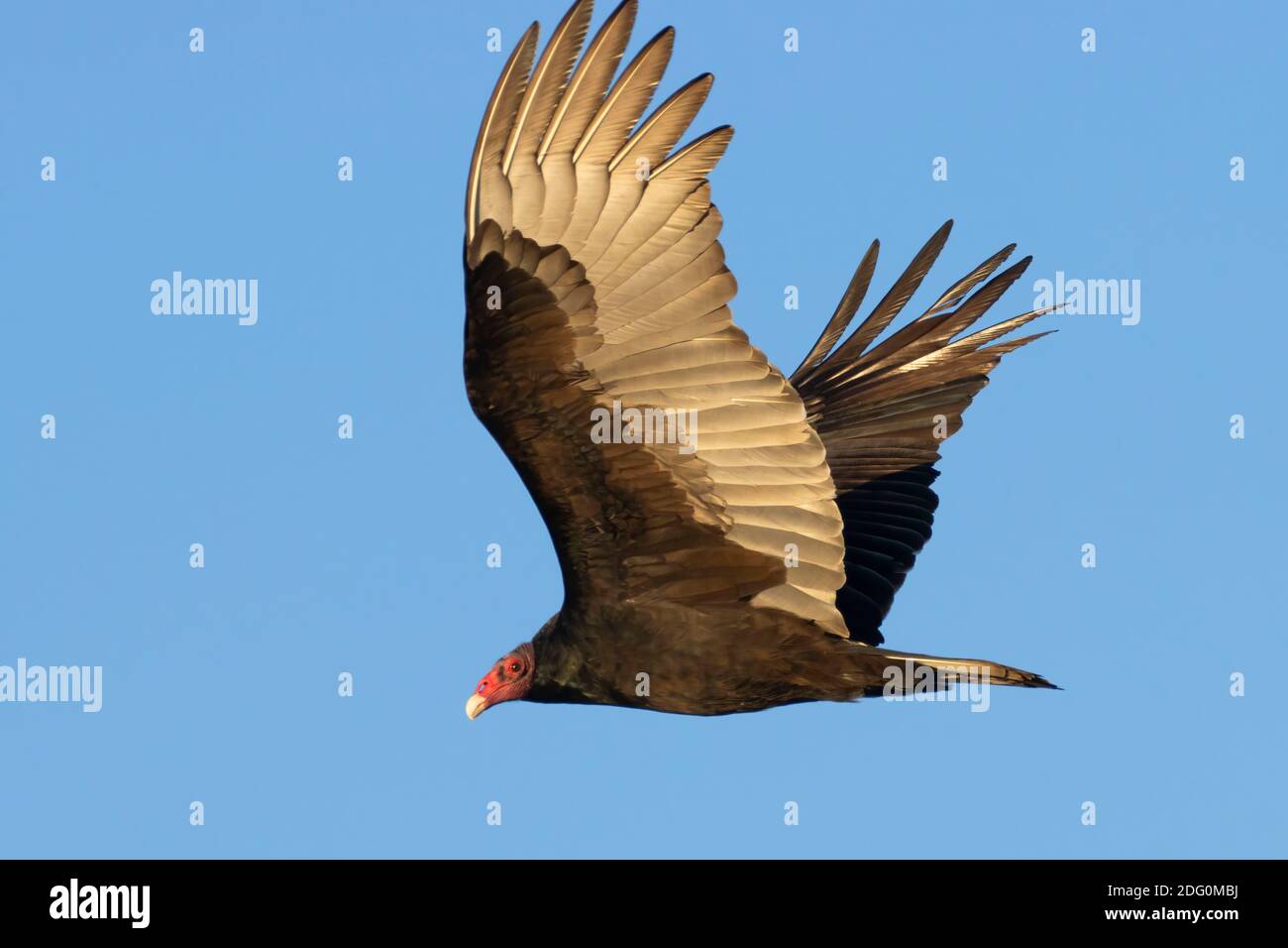 Türkeigeier (Cathartes Aura) im Flug, North Central Valley Wildlife Management Area, Llano Seco Unit, Kalifornien Stockfoto