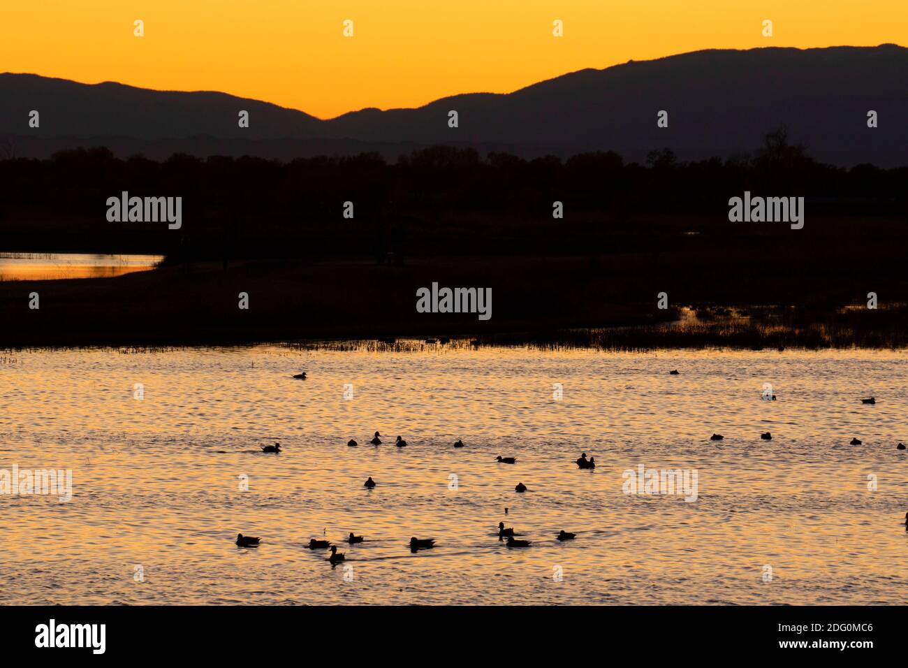 Feuchtgebiet Sonnenuntergang, North Central Valley Wildlife Management Area, Llano Seco Unit, Kalifornien Stockfoto