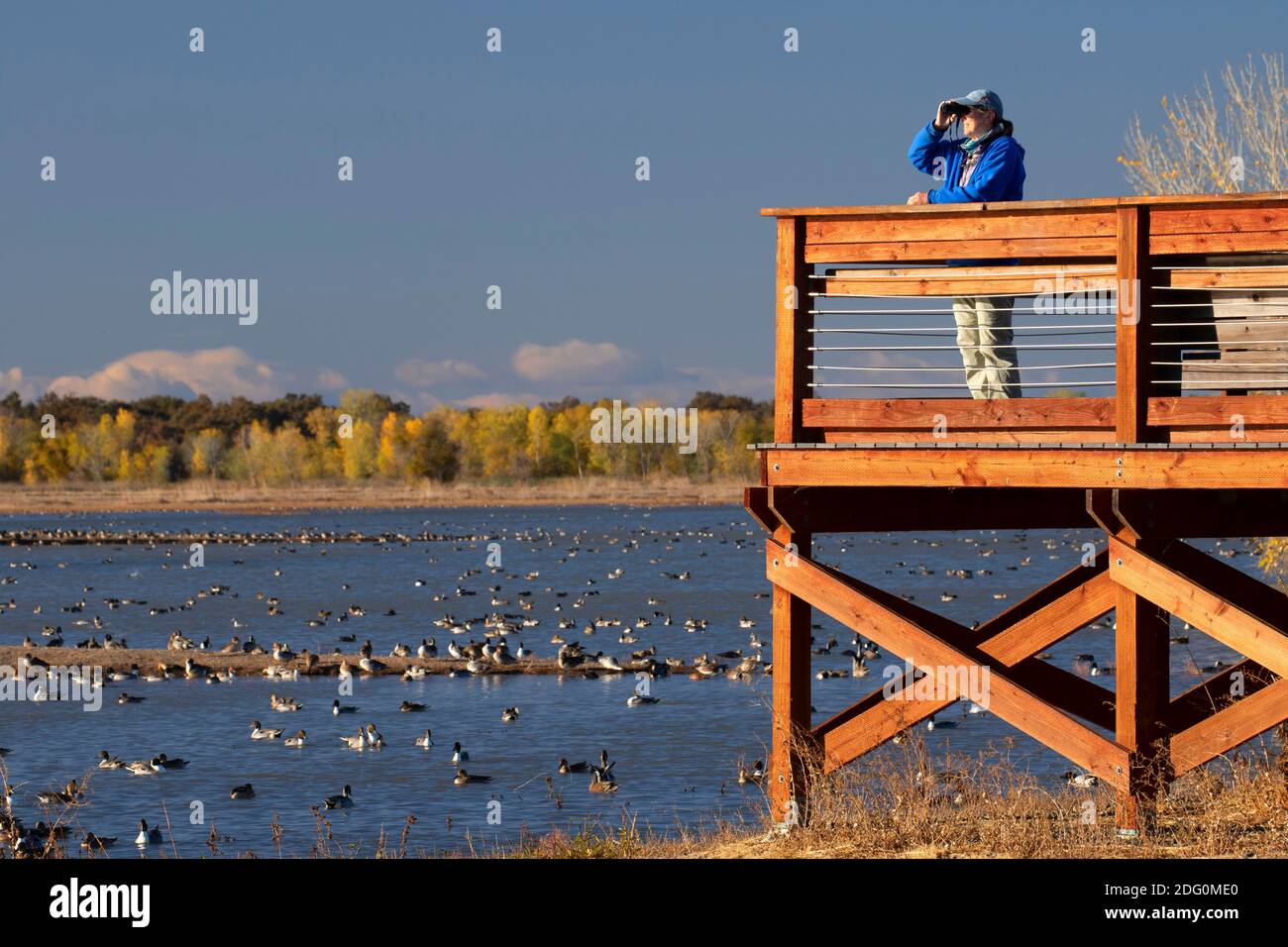 Vogelbeobachtung von der Aussichtsplattform, North Central Valley Wildlife Management Area, Llano Seco Unit, Kalifornien Stockfoto
