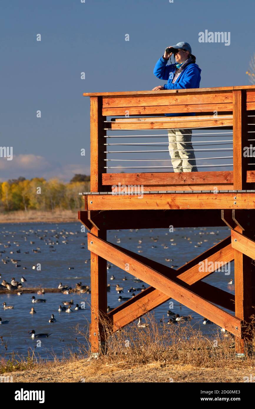 Vogelbeobachtung von der Aussichtsplattform, North Central Valley Wildlife Management Area, Llano Seco Unit, Kalifornien Stockfoto