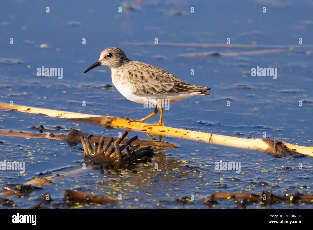 Am wenigsten Sandpiper (Calidris minutilla), Cosumnes River Preserve, Kalifornien Stockfoto