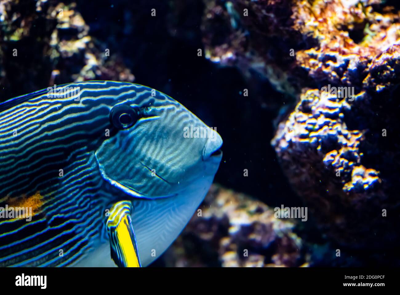 Wunderschöner sohal-Chirurgenfisch an einem Korallenriff. Stockfoto