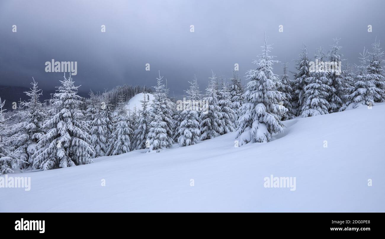 Kalter Wintermorgen. Von der Wiese, ein Panoramablick auf die mit Frost Bäume in den Schneeverwehungen bedeckt, hohen Berg mit schneeweißen Gipfeln. Lage Stockfoto