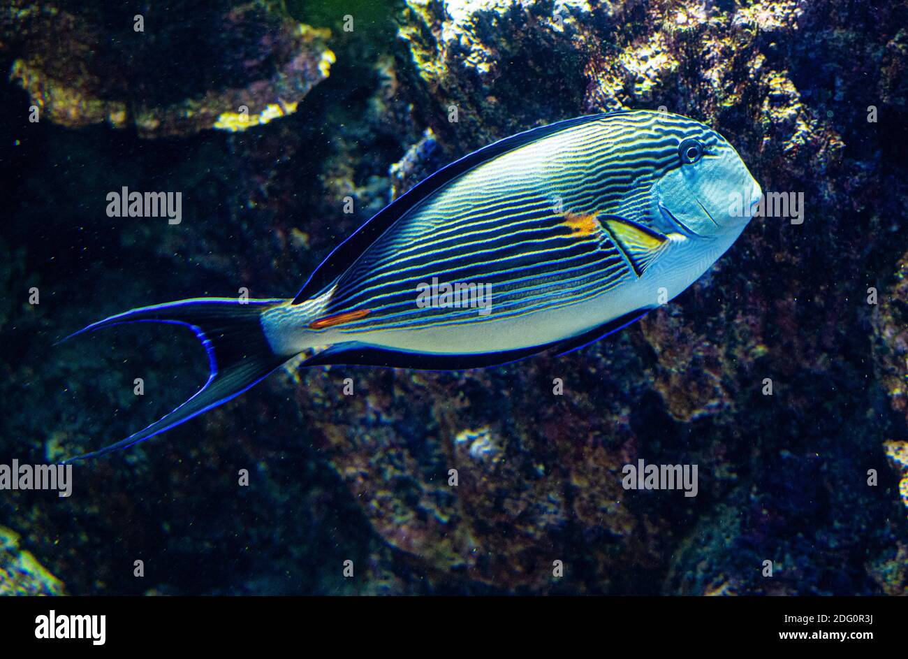 Wunderschöner sohal-Chirurgenfisch an einem Korallenriff. Stockfoto